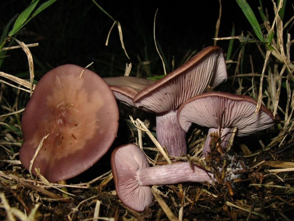Bleuets (Lepista nuda): the complete guide to the purple mushroom